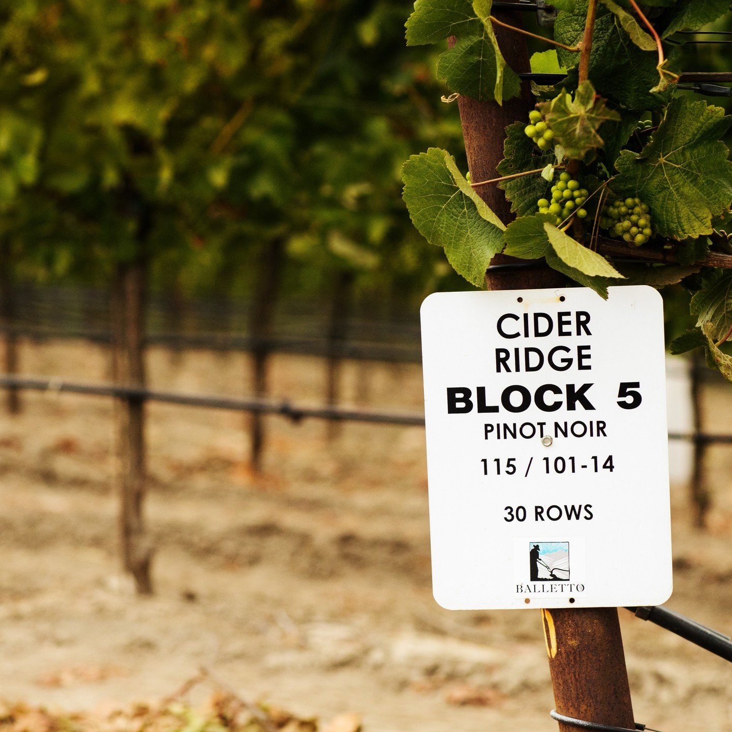 Cider Ridge Vineyard, home to the vines that create some of our most spectacular wines!

This vineyard predominantly grows two varietals: Chardonnay and Pinot Noir. Cider Ridge's Chardonnay is lauded for its elegant balance and intensity, offering an