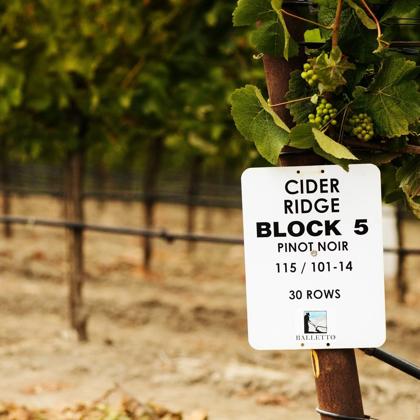 Our Story | About the Family | Winery — Balletto Vineyards