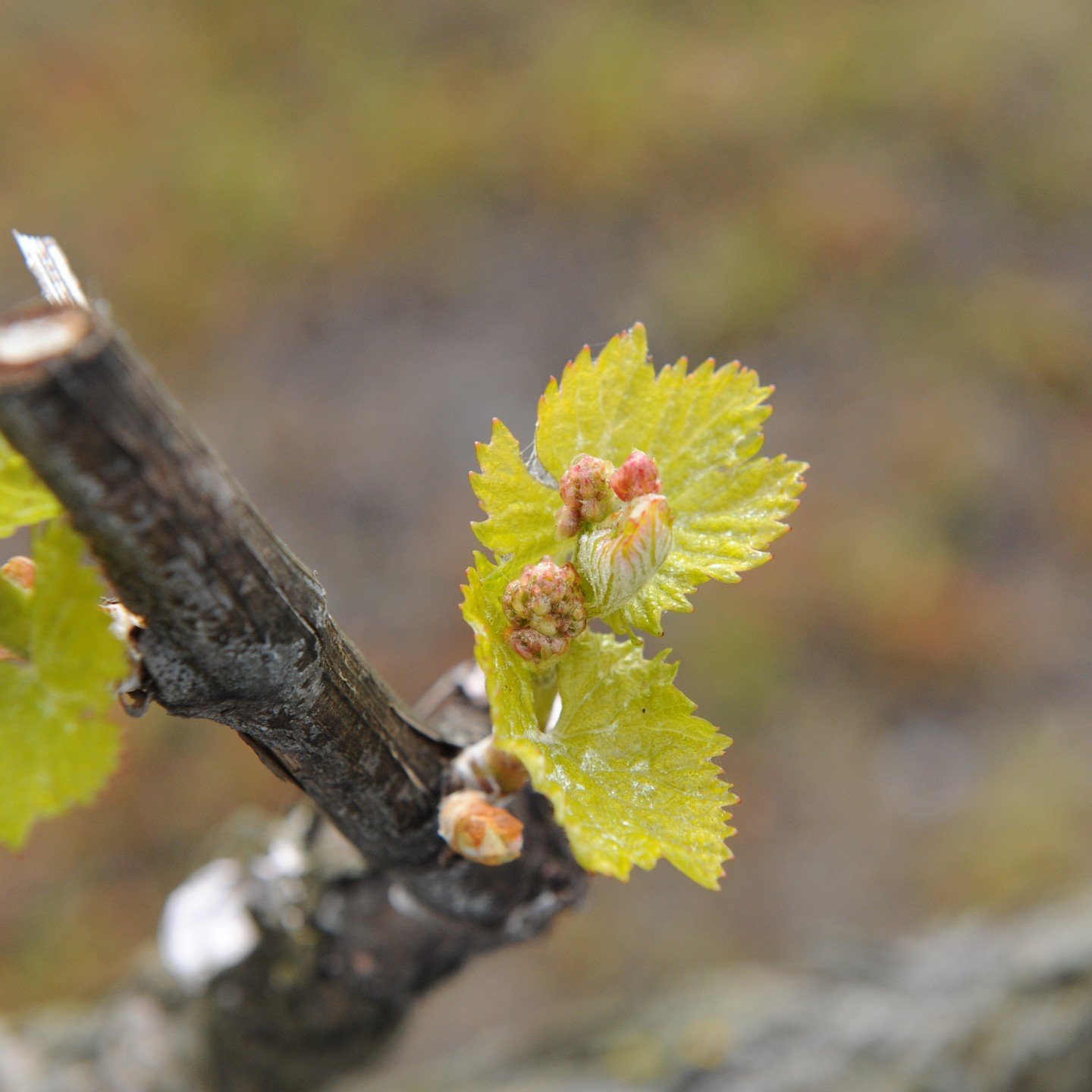 As the sun sets on another budbreak season in the Russian River Valley, we find ourselves reminiscing about the beauty and promise that this time of renewal brings to the vineyards. The gentle unfurling of buds, the whispers of new growth, and the an