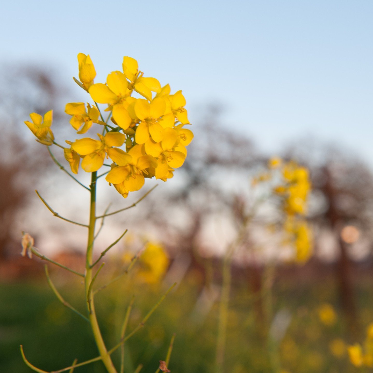 What kind of native wildflower is your favorite? Now that it's spring, it's the perfect time to give some appreciation to all the local plants that are budding up as we speak!

Mustard seeds are a sight for sore eyes for any visitors driving by Highw