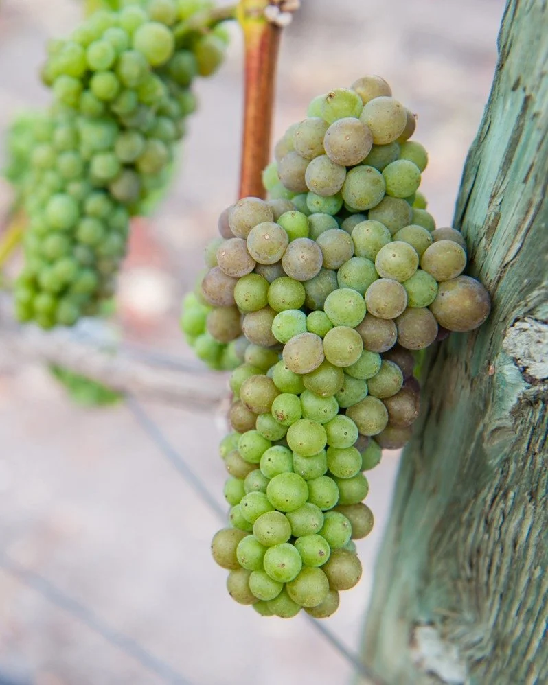 Once v&eacute;raison hits the vineyards, it&rsquo;s impossible to miss the rainbow of blues, violets, pinks, &amp; lime-yellow&rsquo;s that spreads over the vines. Before this change occurs though, it&rsquo;s a bit trickier to tell the grape varietie