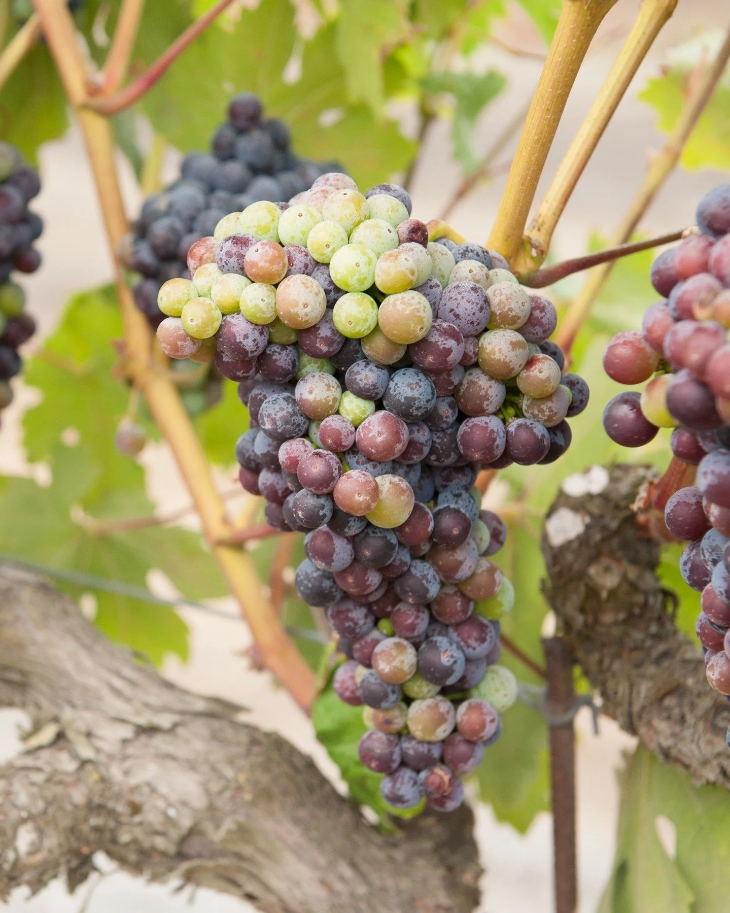 Grape veraison not only captivates us with its spectacular color transformation but also signals the start of harvest!

Veraison, French for &quot;ripening onset,&quot; typically starts in early July, but can be delayed until August in cooler vintage