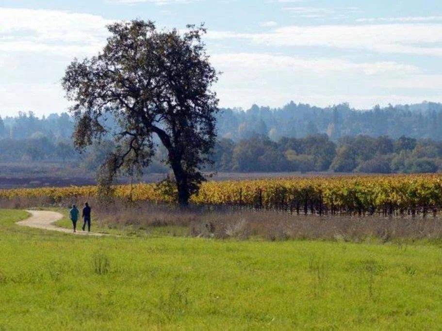 laguna-de-santa-rosa-hikers-near-vineyard_8fa3d26c-5056-a36a-07fb16177eeeb285 (1).jpg