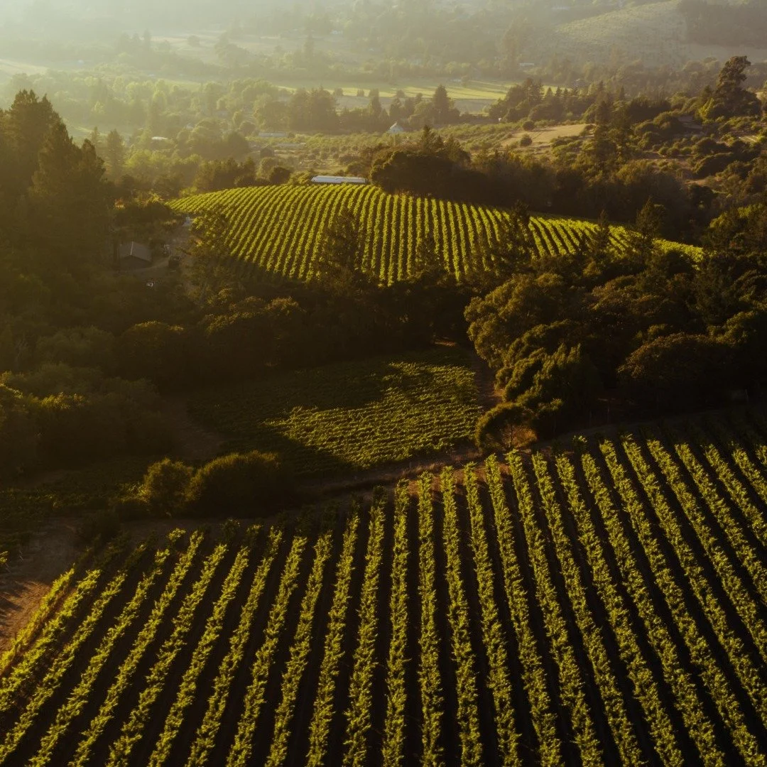 We pride ourselves in nurturing the expressiveness of our Pinot Noir, letting its unique character shine&mdash;brisk, vibrant, and naturally elegant.
Our Pinot Noir vines thrive across a tapestry of vineyards, from serene rolling hills to steep, chil