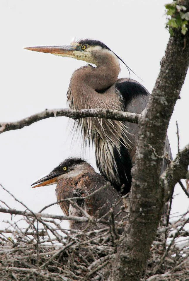 Blue Heron Don Jackson .jpg