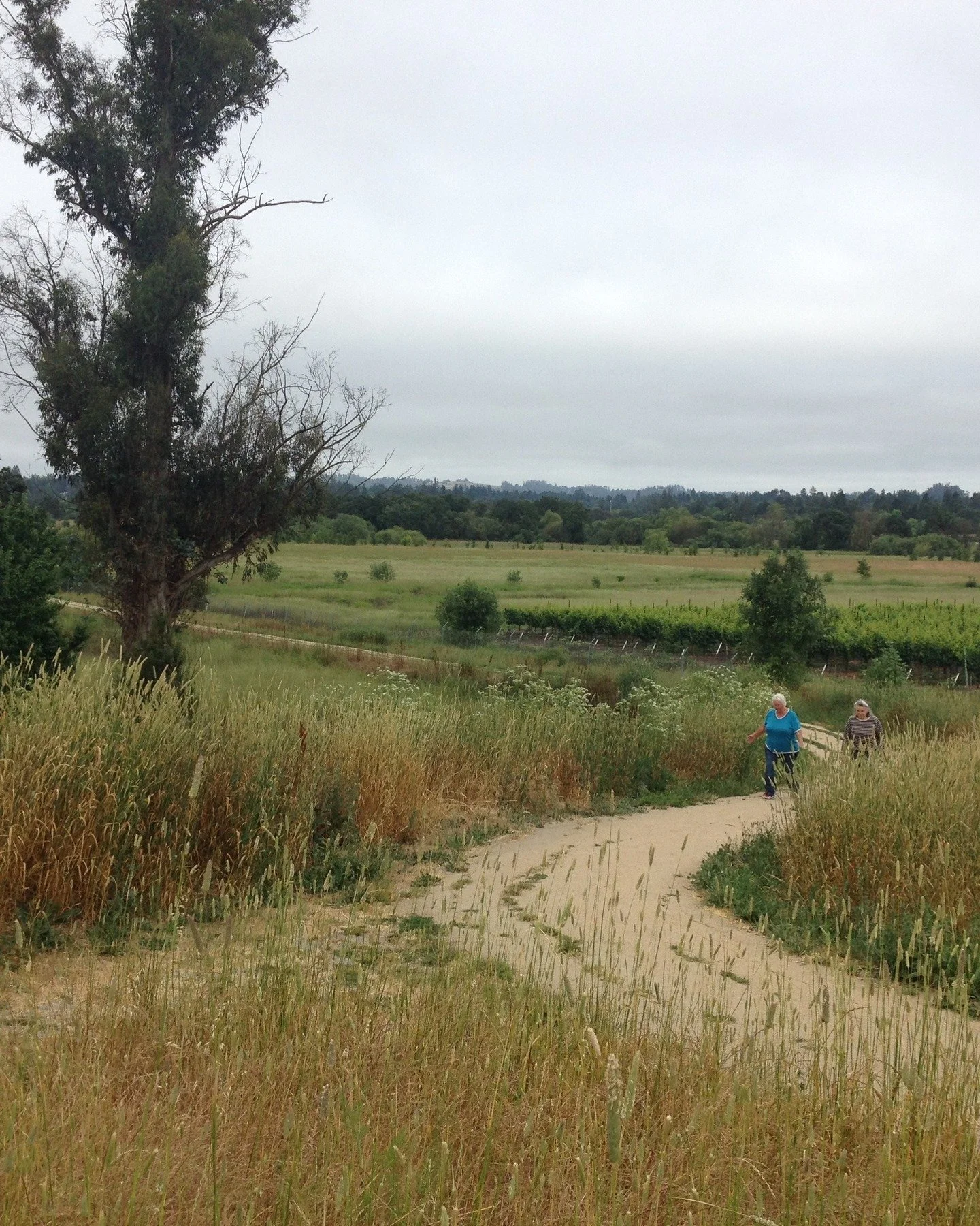 Adventure. Flavor. Charm. Sebastopol has it all! Take your next day off in our quaint little town, kick off your dream day trip at our Tasting Room, where world-class wines set the tone for exploration. Then, wander through town and uncover hidden tr