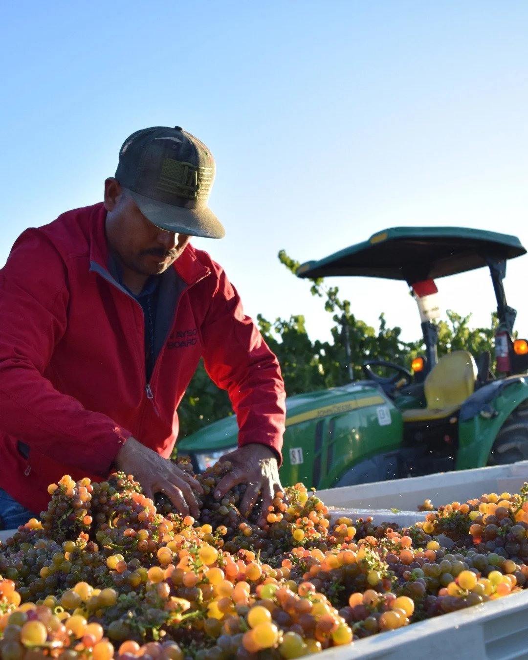 The moment we've all been waiting for has arrived &ndash; harvest season is officially underway here at Balletto! Our beautiful Gew&uuml;rztraminer grapes from the cool climate of the Russian River Valley came in last week. There's nothing quite like