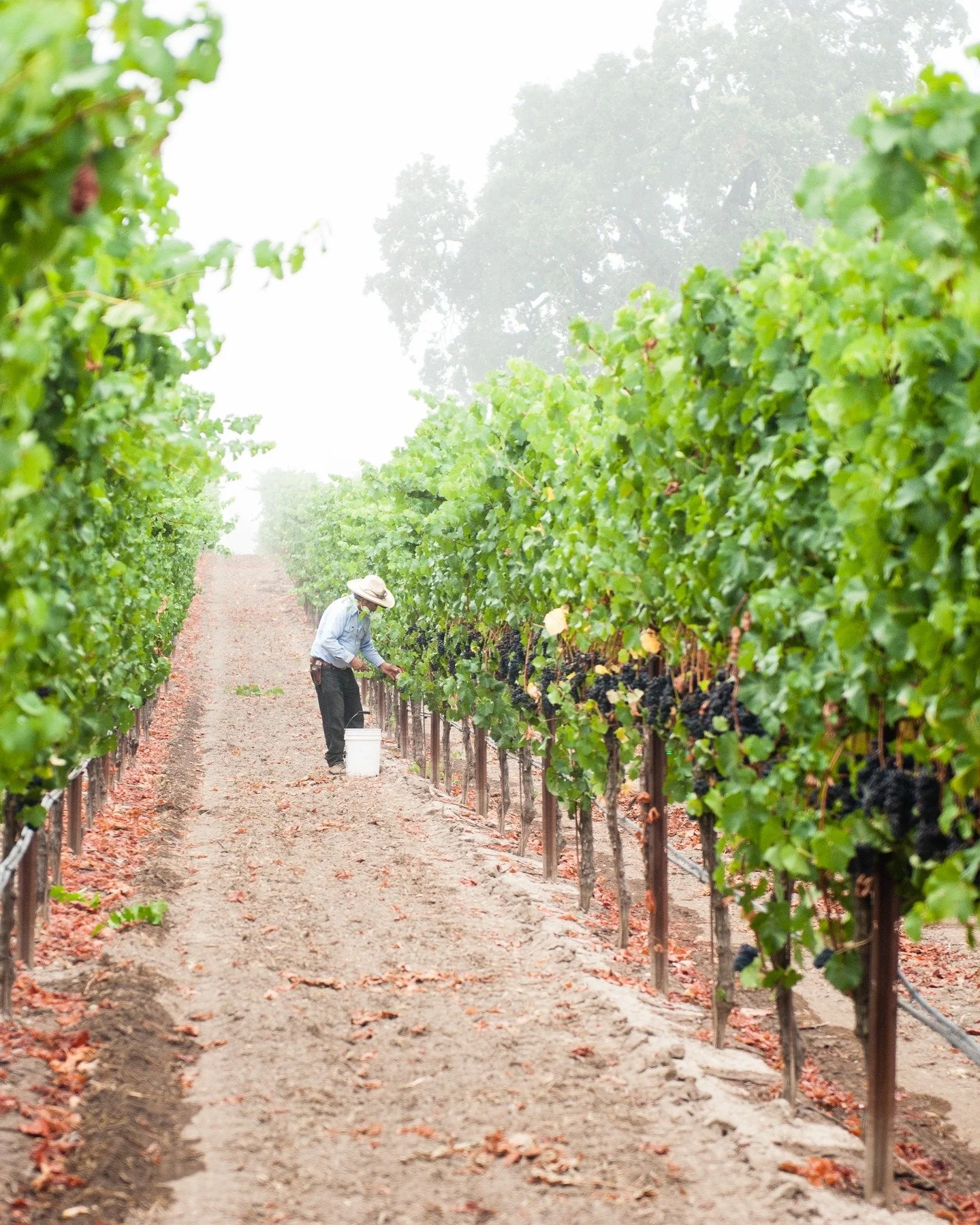 As we enter into the 2025 harvest season, let's pause to highlight the care and precision that goes into creating our wines. Each step is a labor of love. 

From carefully tending to vines in the winter and spring, grape cluster counting and sampling