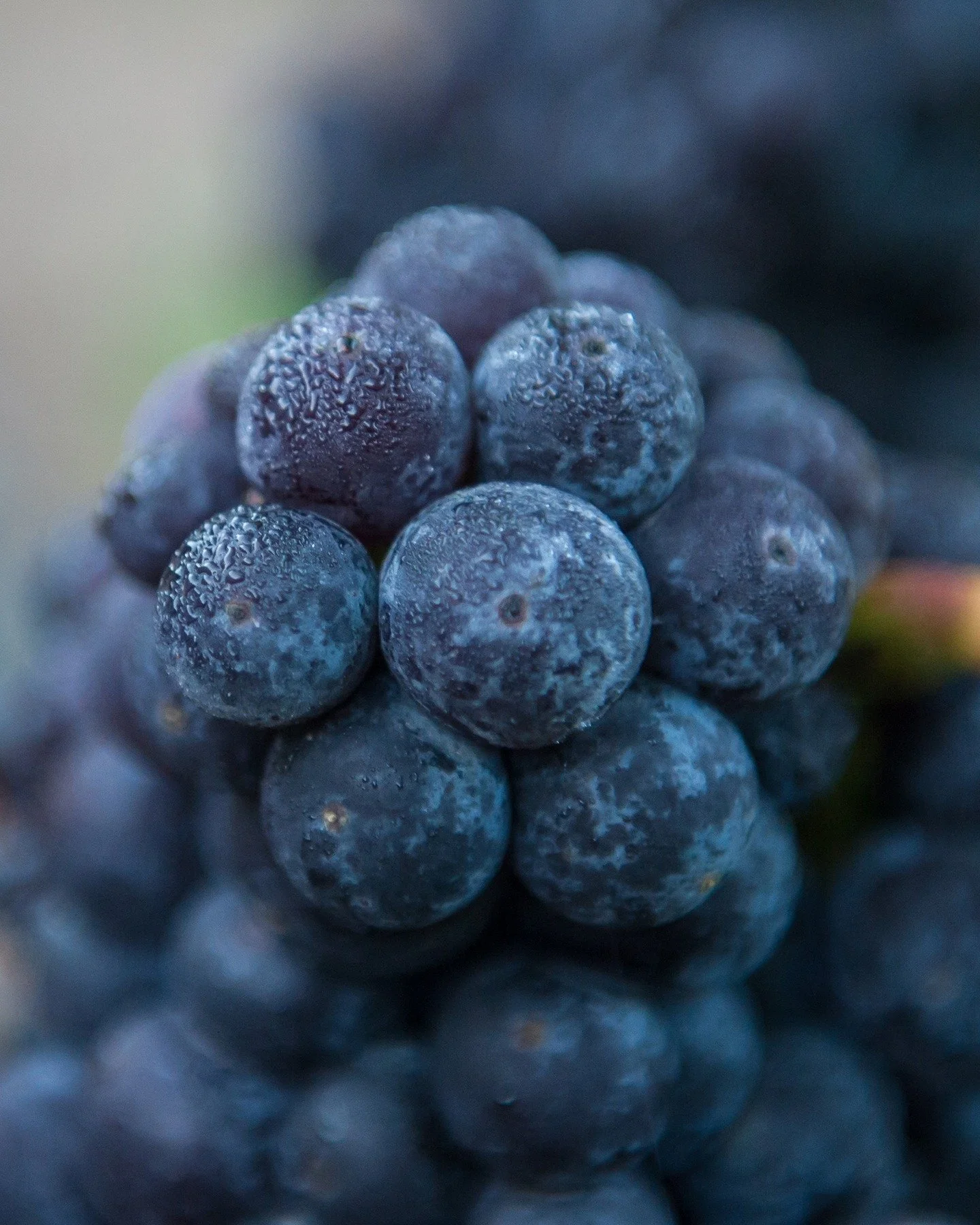We&rsquo;re focused &ndash; and a little obsessed &ndash; on getting that ideal, perfect wine into the bottle. It&rsquo;s no easy task.

To do it consistently, and across several different varietals, each wine needs an extremely light winemaking touc