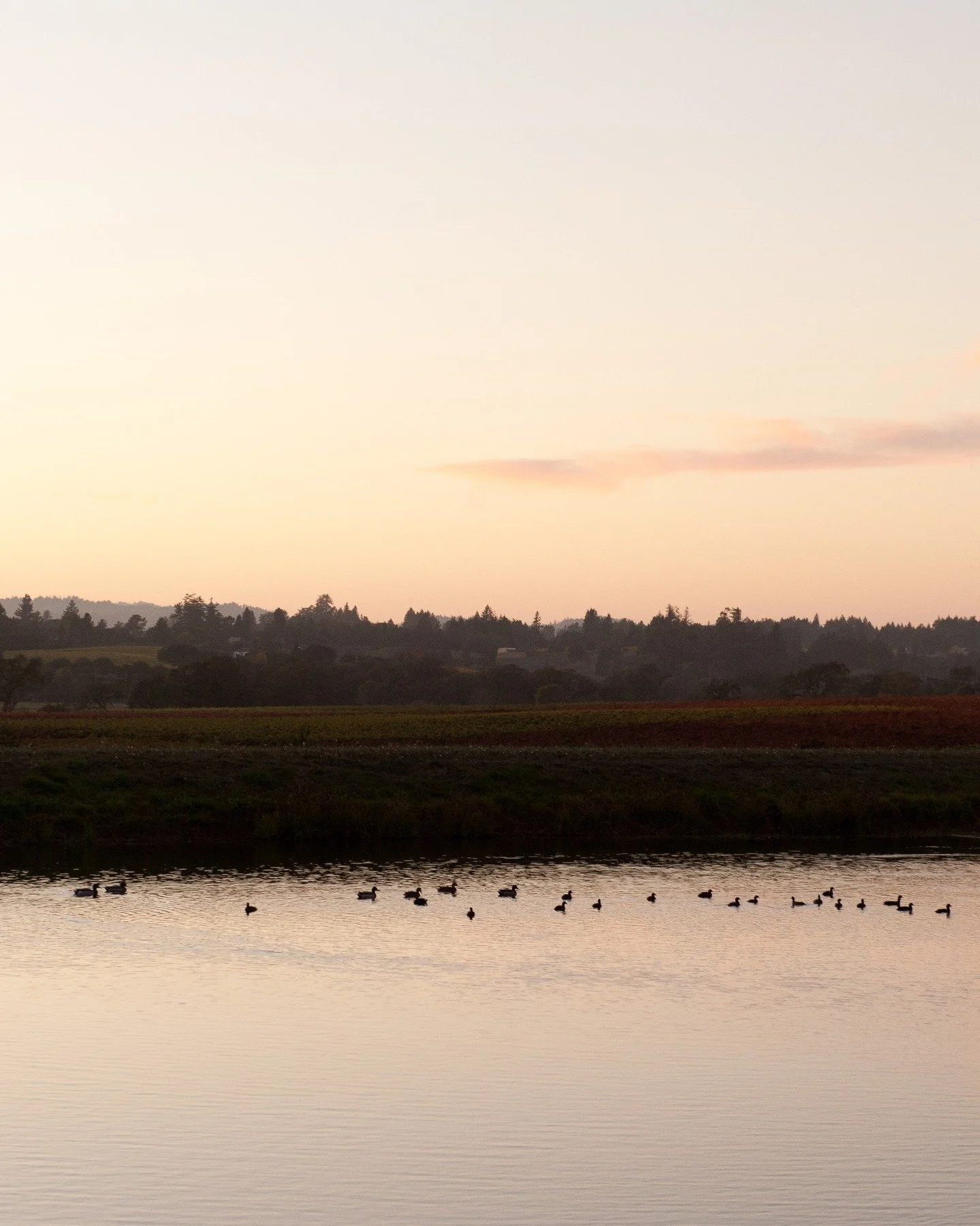 Sustainability flows through everything we do&mdash;literally! All water used in our wine production is recycled and repurposed for irrigation and frost protection. Our 10-million-gallon storage pond not only reduces groundwater usage but also double
