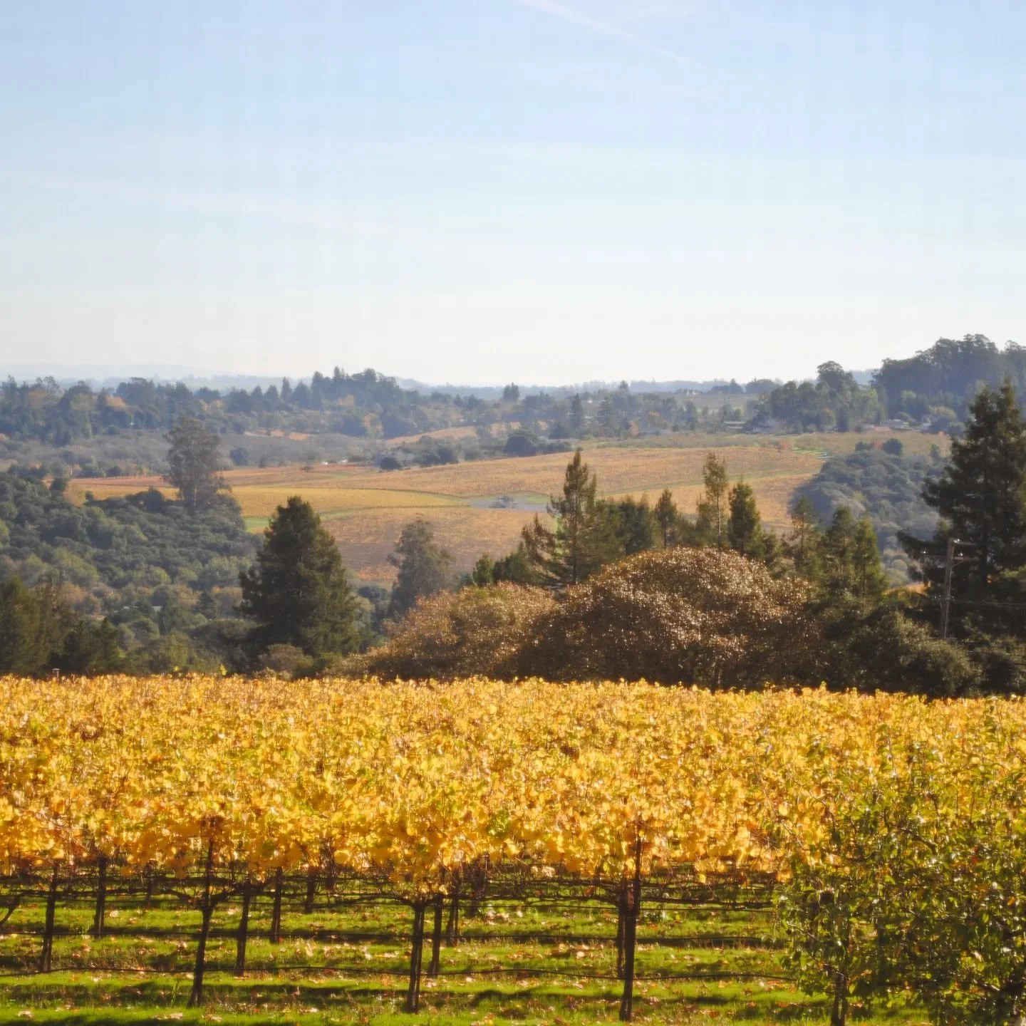 It&rsquo;s that time of year when the leaves turn golden, the air carries that first crisp chill, and every glass of wine tastes just a little cozier. Stop by the Tasting Room to soak in the Fall colors and a season worth savoring before the leaves l