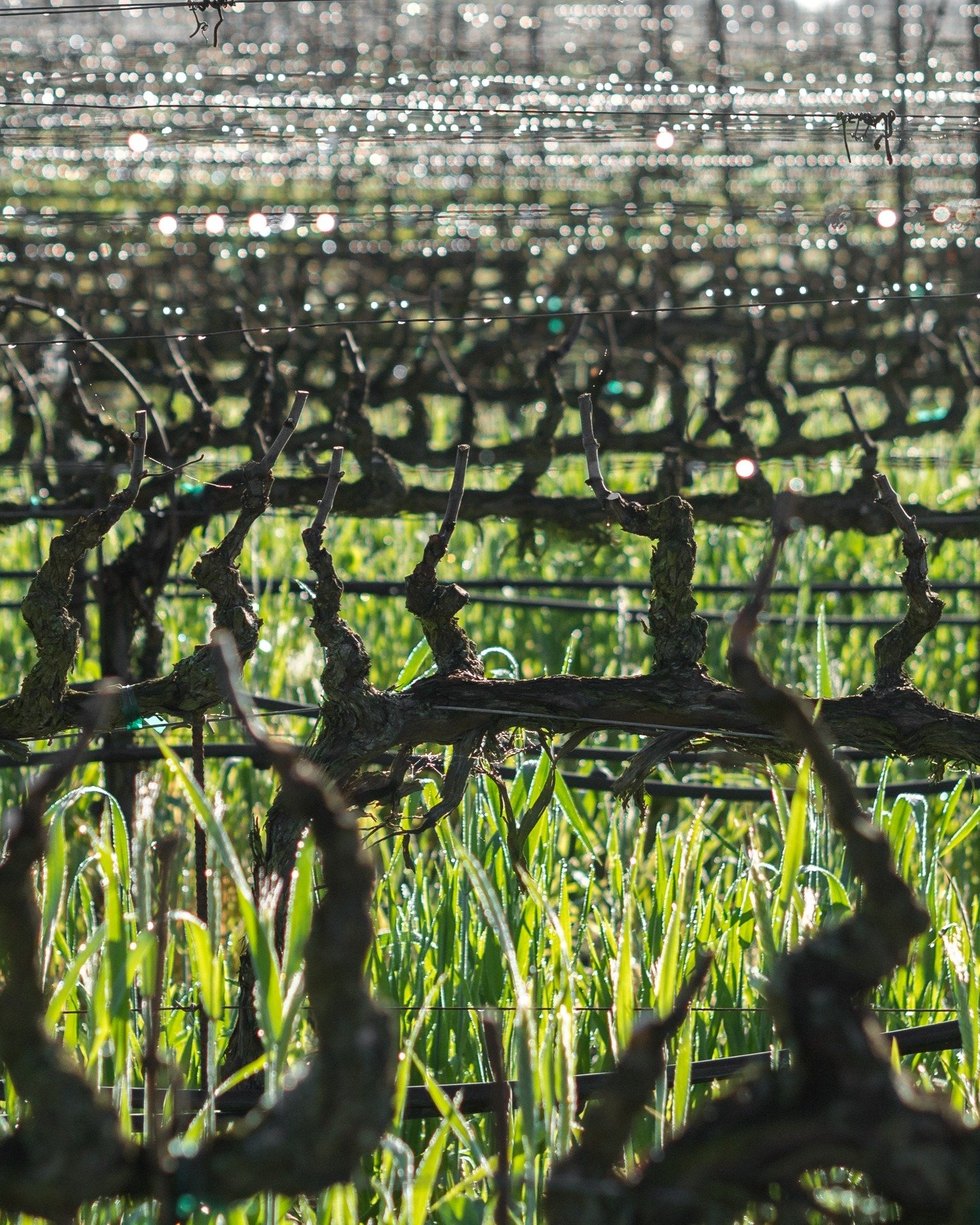 As winter settles in, our team is out pruning the vines, an essential step in shaping the next Harvest before the spring buds start to appear. By cutting off the excess vine canes while they&rsquo;re barren we&rsquo;re able to help the plants conserv