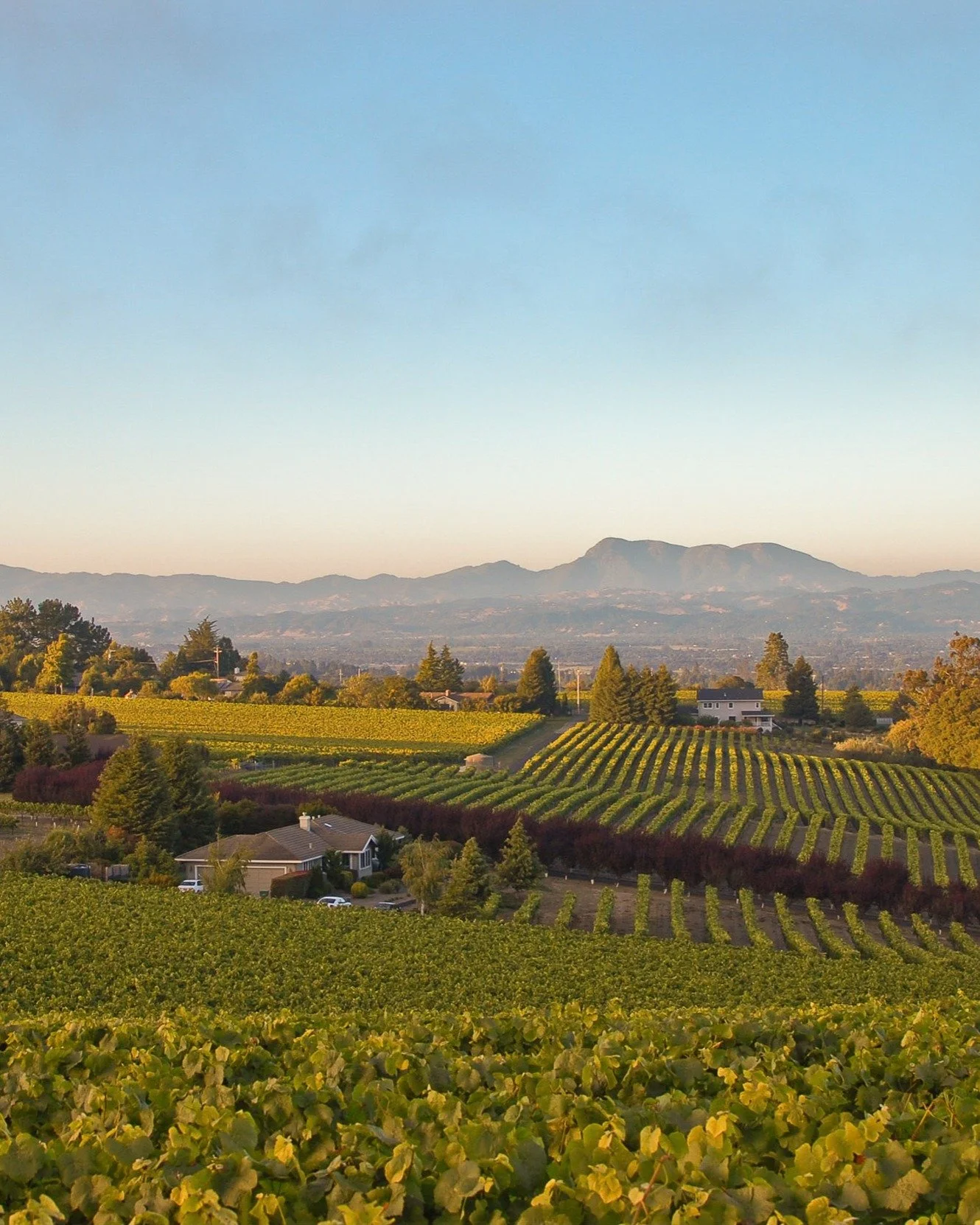 Unlike most of the Pinot Noir vines at our Burnside Vineyard, the Emerson Block is a small acre vineyard that runs on a north-east/south-west row orientation and slopes toward the south, giving it excellent exposure. 

These climatic factors alongsid