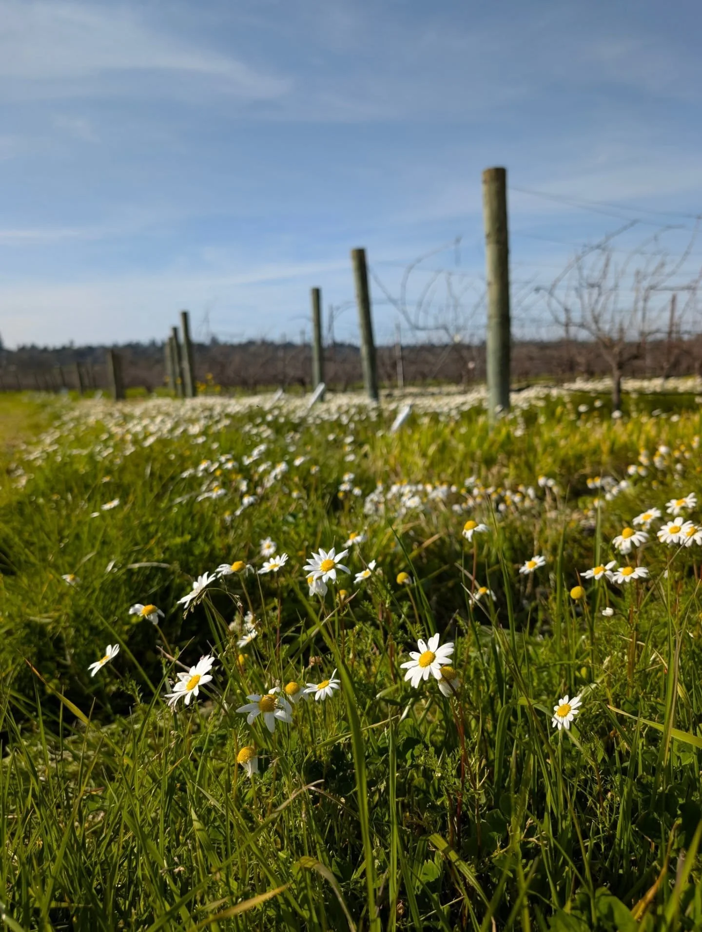 What&rsquo;s the prettiest time of year in the vineyard? Is it when the vines are full &amp; plump with fruit? When the leaves turn to warm Autumn colors? Or maybe, it&rsquo;s when the chamomile starts to bloom with the start of spring. 

Every year,