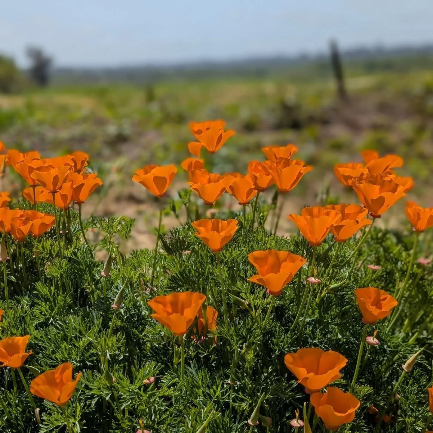 When you see California golden poppies &amp; other wildflowers blooming around the vineyards, you're looking at a sign to come enjoy the vineyard views! It&rsquo;s the beginning of Spring after all, soon everything will start to blossom, even the vin