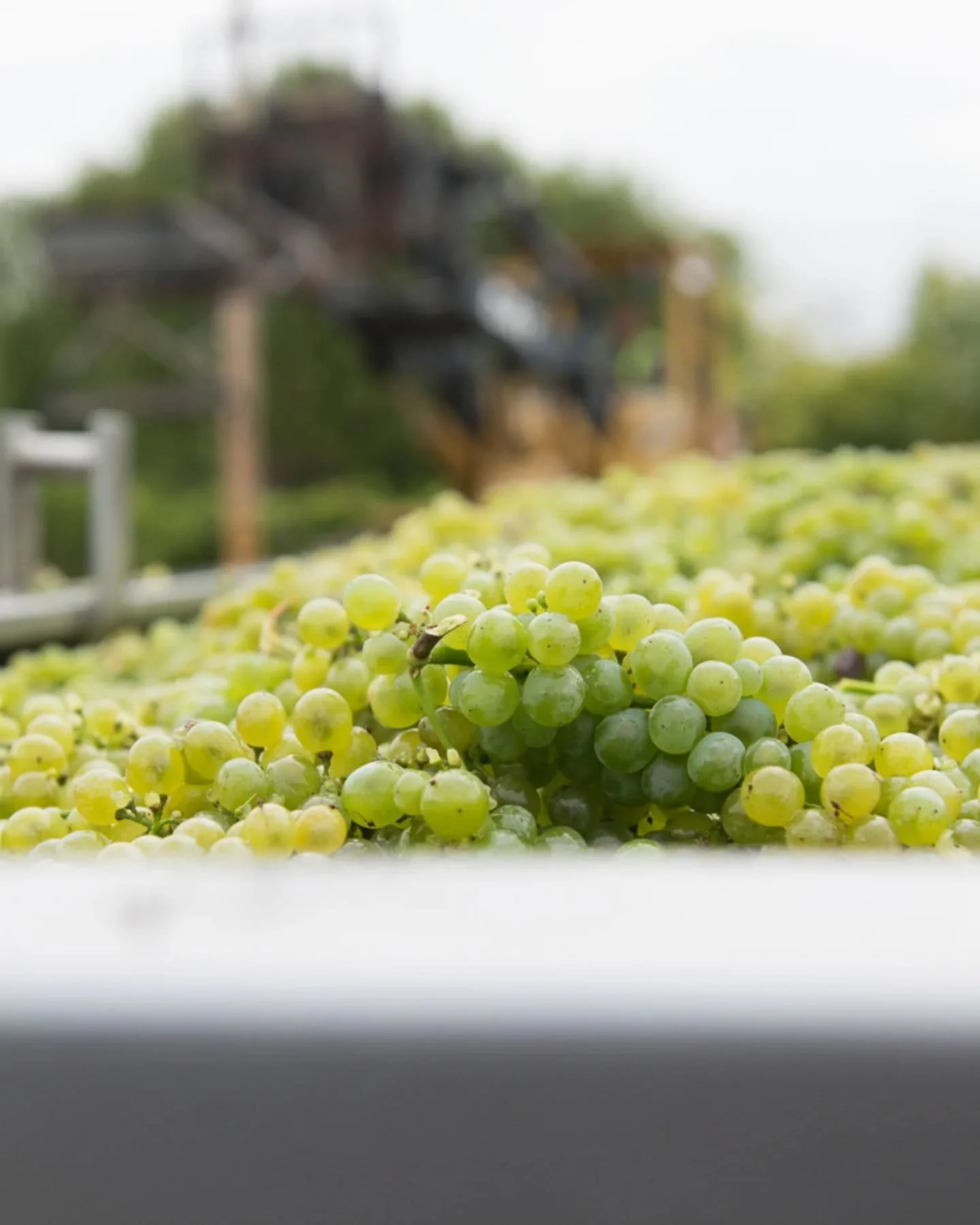 Oval-shaped, tightly-packed grape clusters. A light, spring green hue. Deeply indented leaves with a soft, downy underside. It&rsquo;s hard not to spot these distinct traits of Sauvignon Blanc grapes in the vineyard.

We grow our Sauvignon Blanc in 
