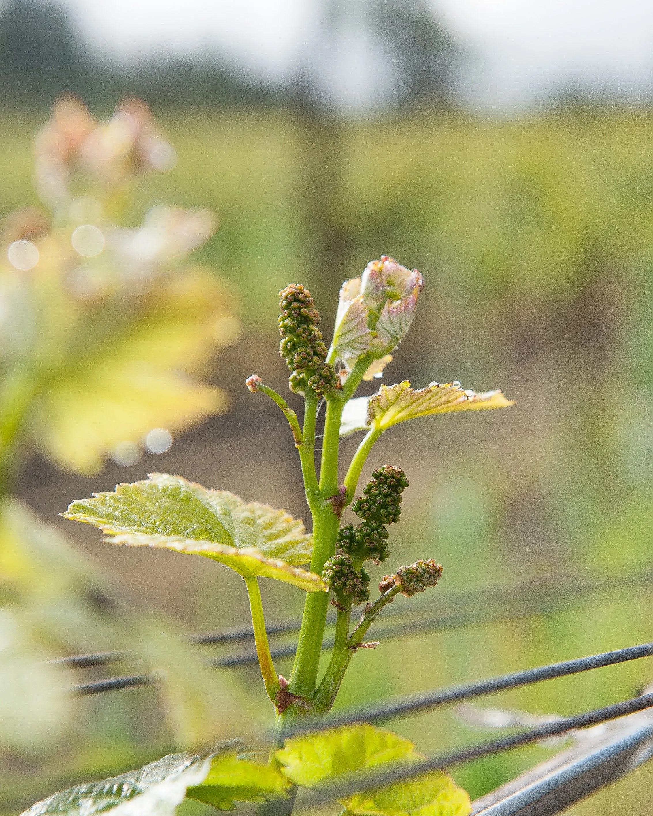 The birds are singing. The vines are blooming. It goes without saying that our vineyards are entering the flowering stage!

This is the time in the vineyard where we start to see the first stages of grape growth with tiny buds beginning to burst into