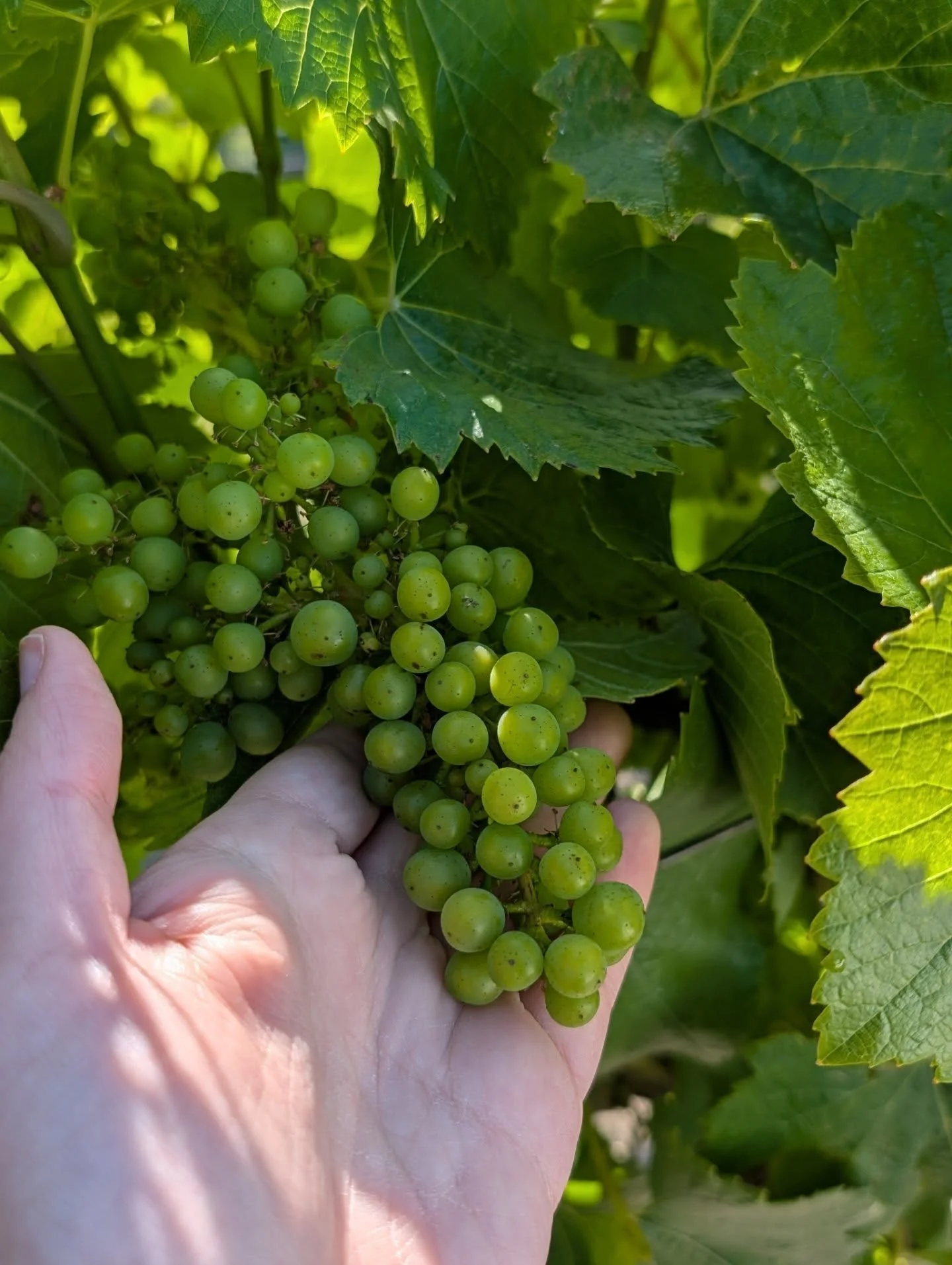Grape News! Our vines have officially begun the fruit-set stage, signaling the start of a bountiful season ahead! This stage of growth is marked by the vine&rsquo;s tiny, white flowers bursting into bunches of green baby grapes. It&rsquo;s one of the