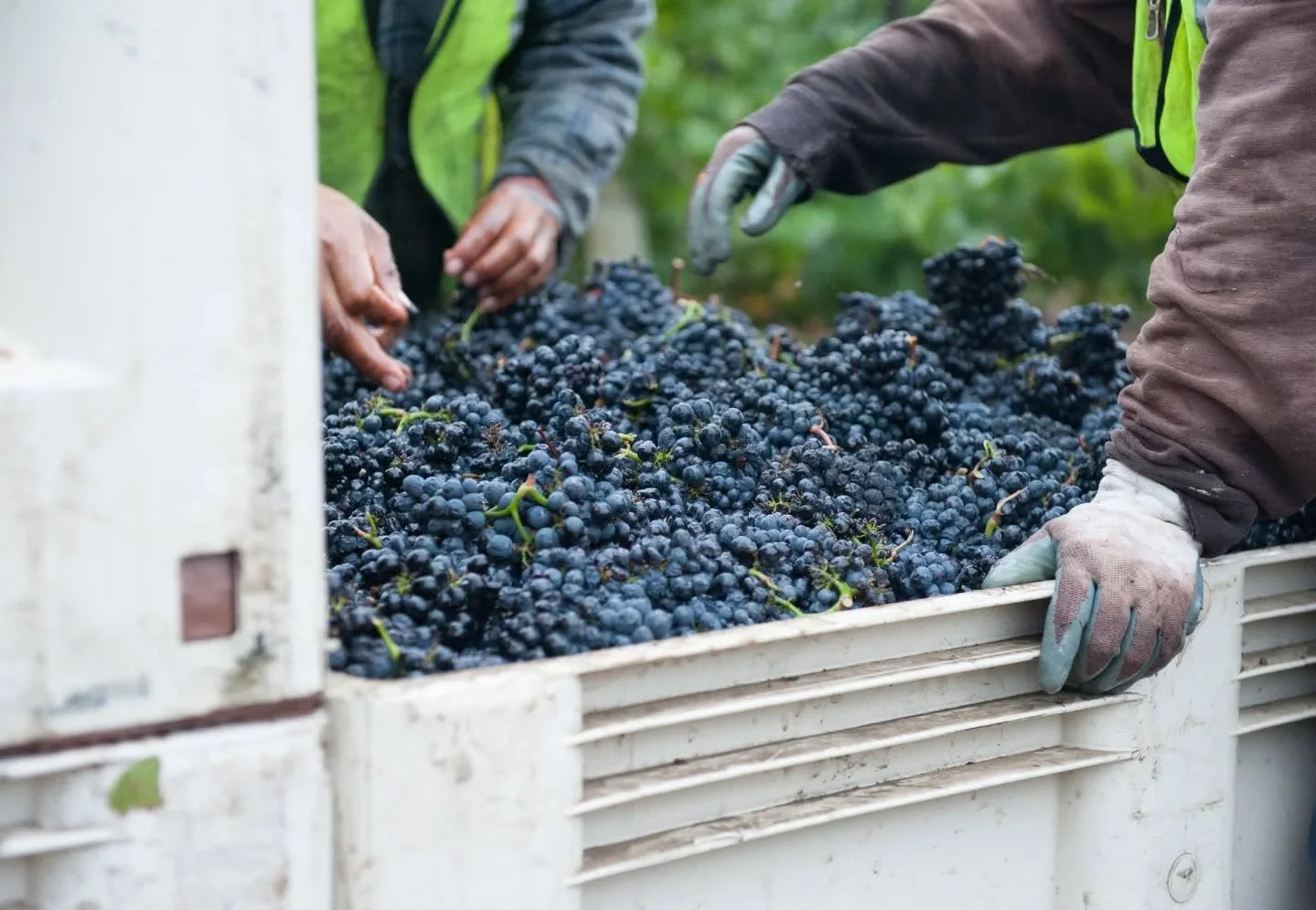 We grow and harvest our Pinot to showcase the uniqueness of our Russian River estate vineyards while maintaining Pinot&rsquo;s brisk &amp; natural acidity.

Our Pinot Noir vines are grown all throughout our various Russian River vineyards, with the 