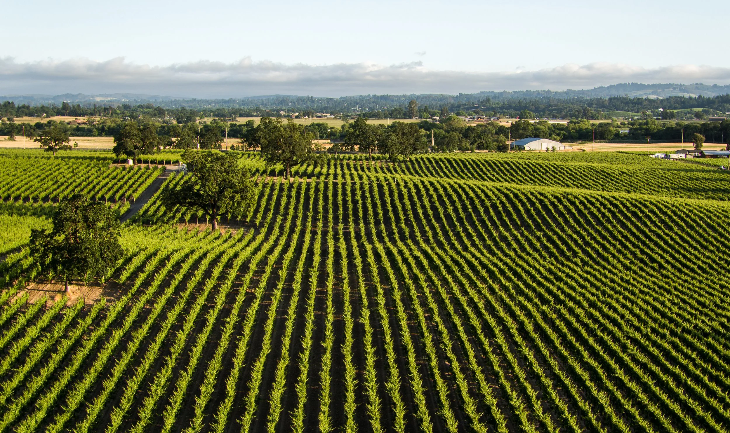 Vineyard Rolling Hills Drone SHot (1).jpg