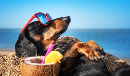 SUMMER UPDATES AND TIPS