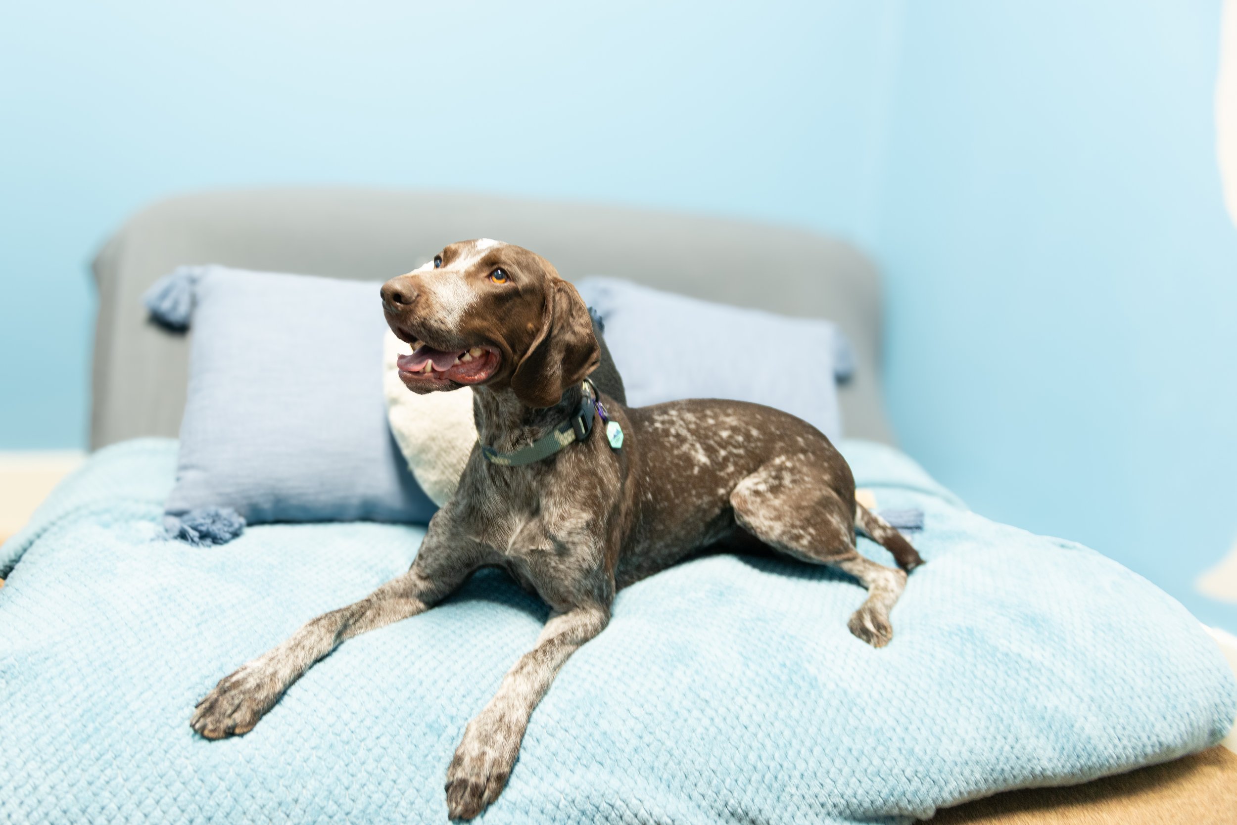 Four Paws Wellness_April 2025-24.jpg