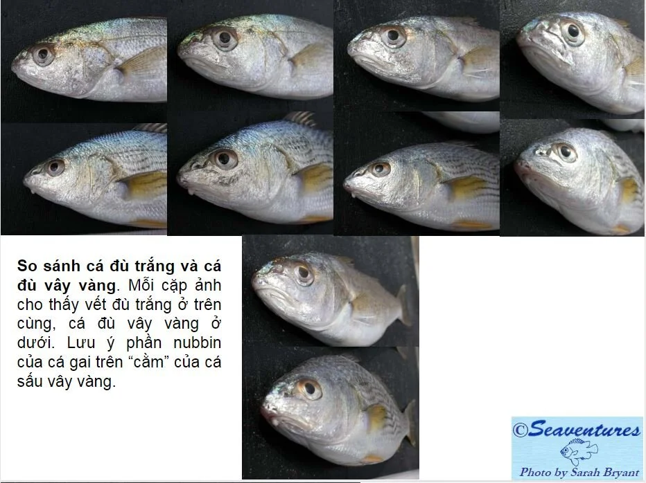 fish 5.JPG