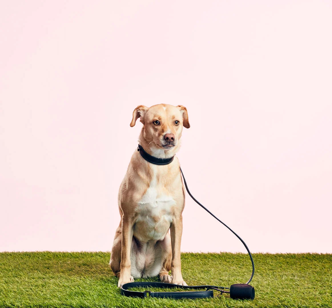 UNLEASH DOG - LEASH + COLLAR - MIDNIGHT - GOODBOY