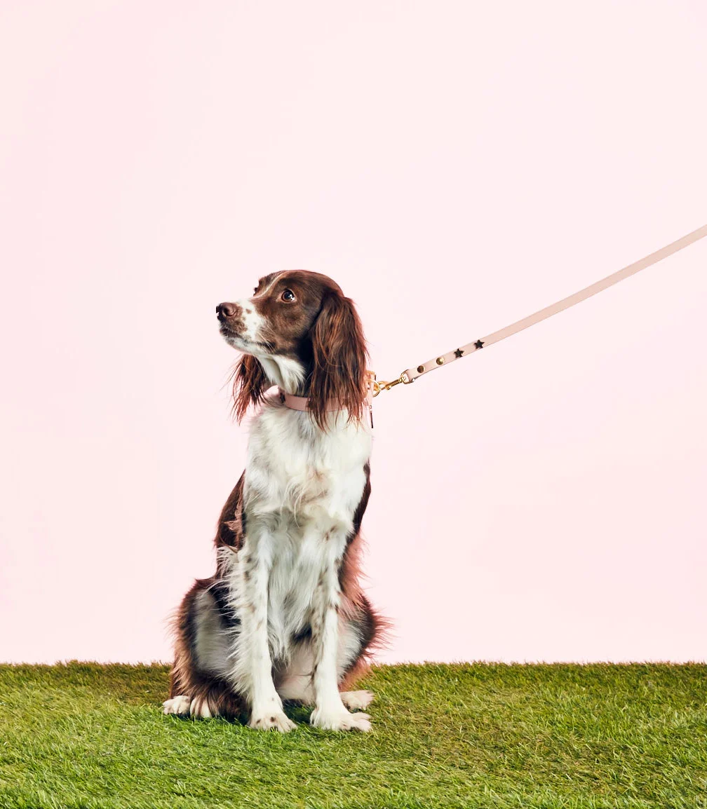 GOODBOY - STAR LEASH - PINK - GOODBOY