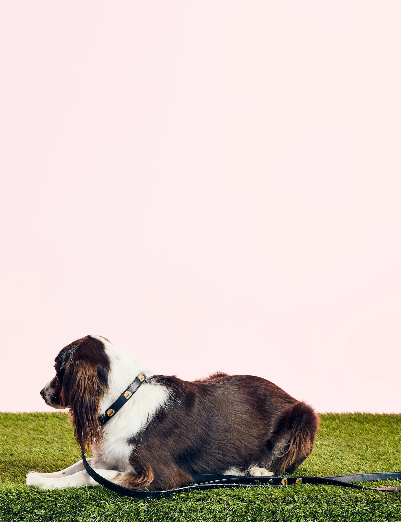 GOODBOY - HAMBURGER COLLAR - BLACK - GOODBOY