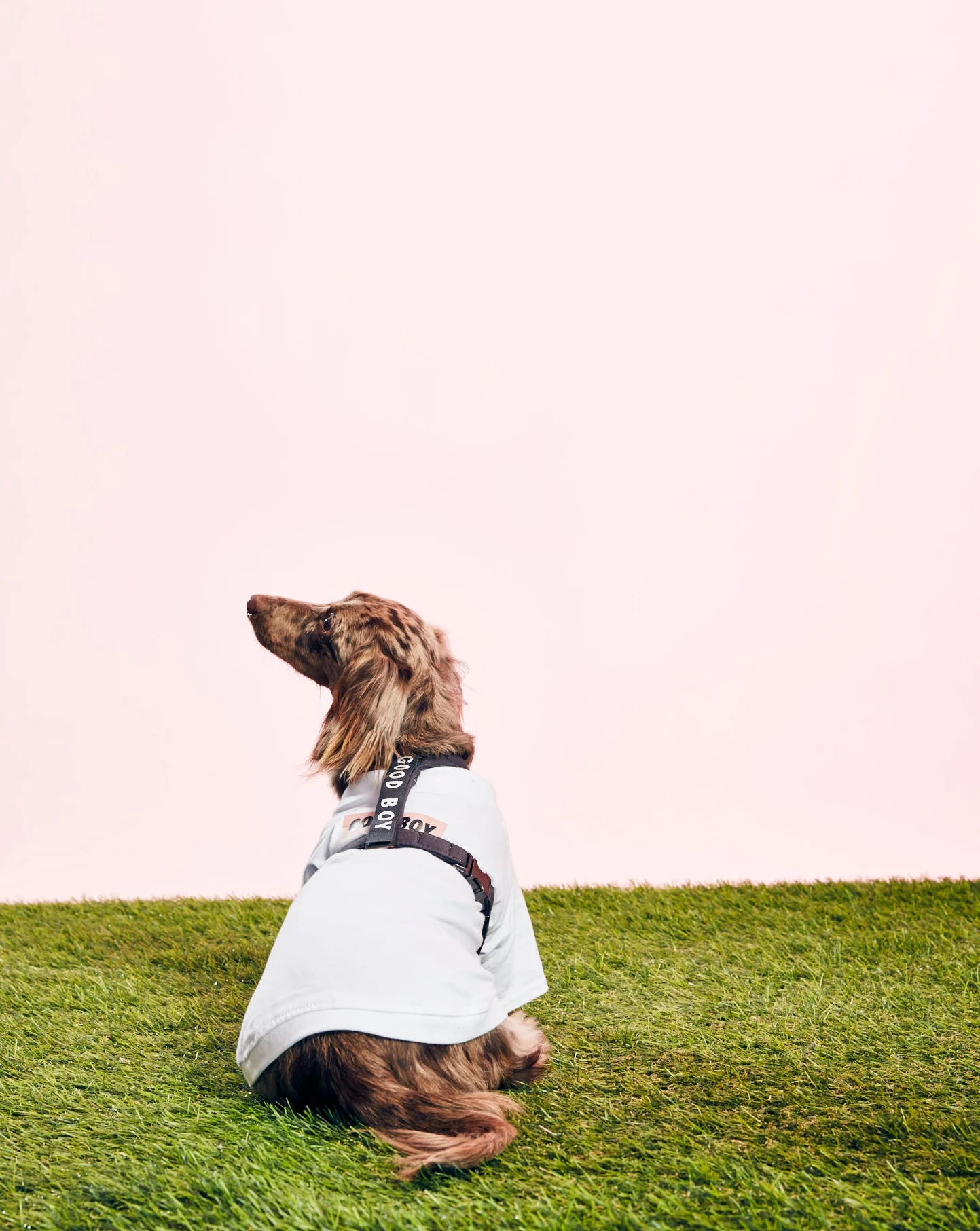 BARKER - GOODBOY HARNESS - GOODBOY