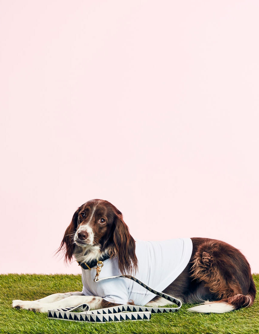 SEE SCOUT SLEEP - NICE GRILL COLLAR - BLACK - GOODBOY