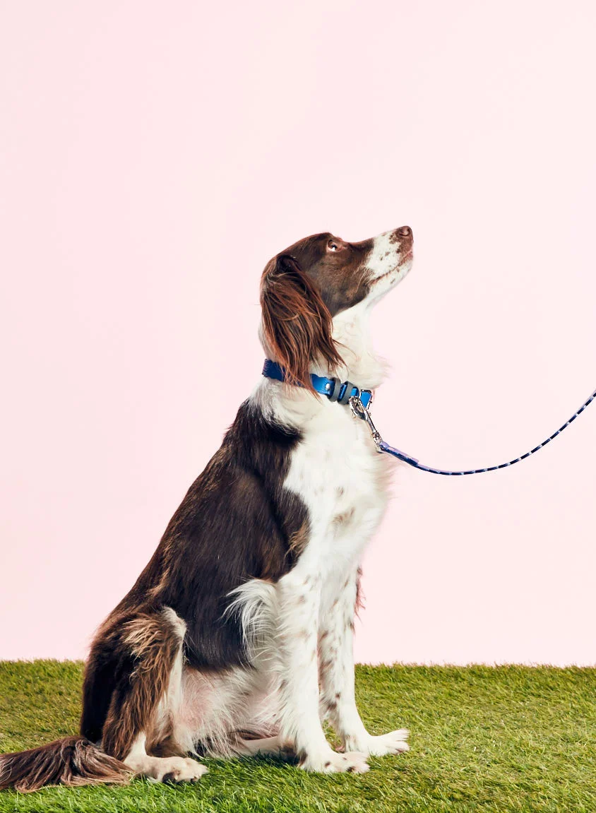 WARE OF THE DOG - SCALLOPED COLLAR - GREY/BLUE - GOODBOY