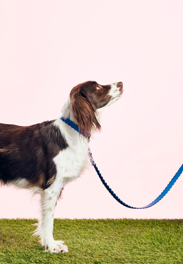WARE OF THE DOG - SCALLOPED LEASH - GREY/BLUE - GOODBOY
