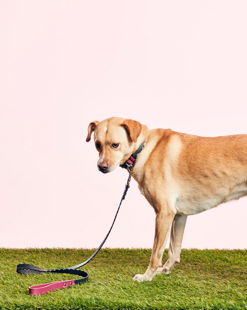 WARE OF THE DOG - SCALLOPED LEASH - GREY/PINK - GOODBOY