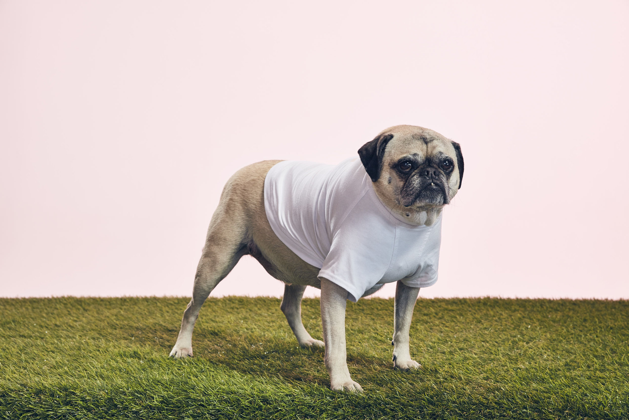 180419_GOODBOY-1536.jpg