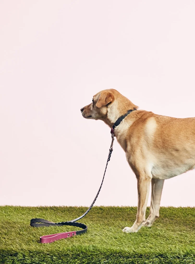 WARE OF THE DOG - SCALLOPED COLLAR - PINK/GREY - GOODBOY
