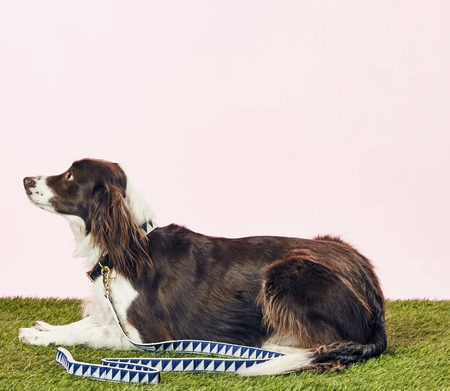 SEE SCOUT SLEEP - NICE GRILL LEASH - NAVY - GOODBOY