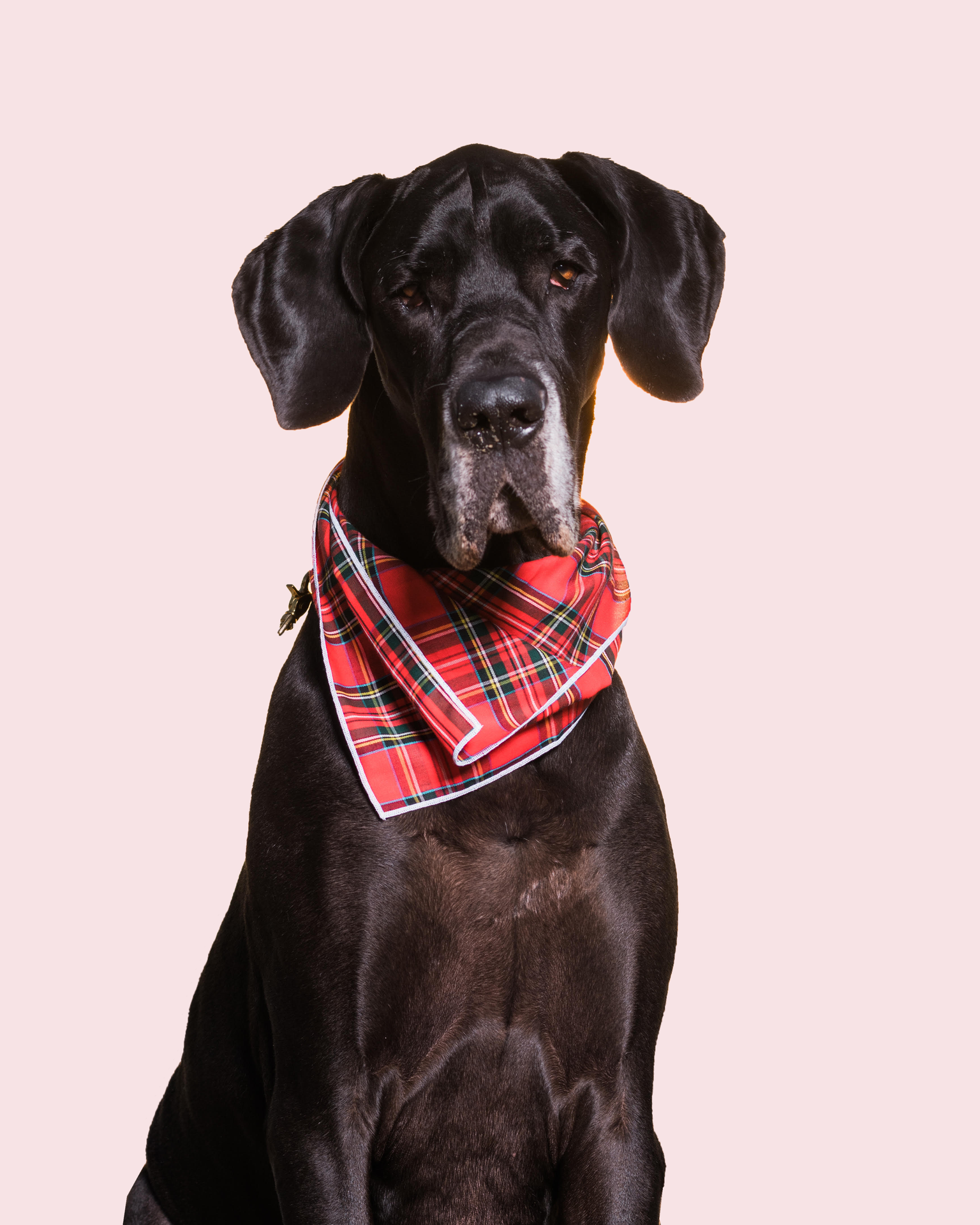 bourbon-portrait_preview.png