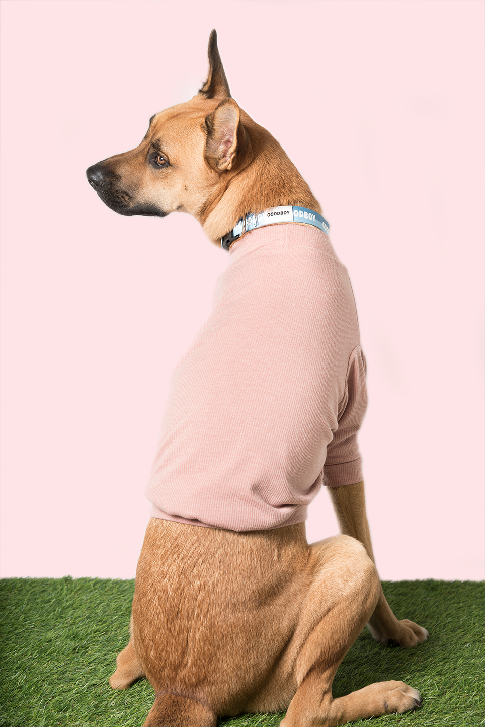 DOG THREADS - KIMMY TURTLENECK - ROSE GOODBOY