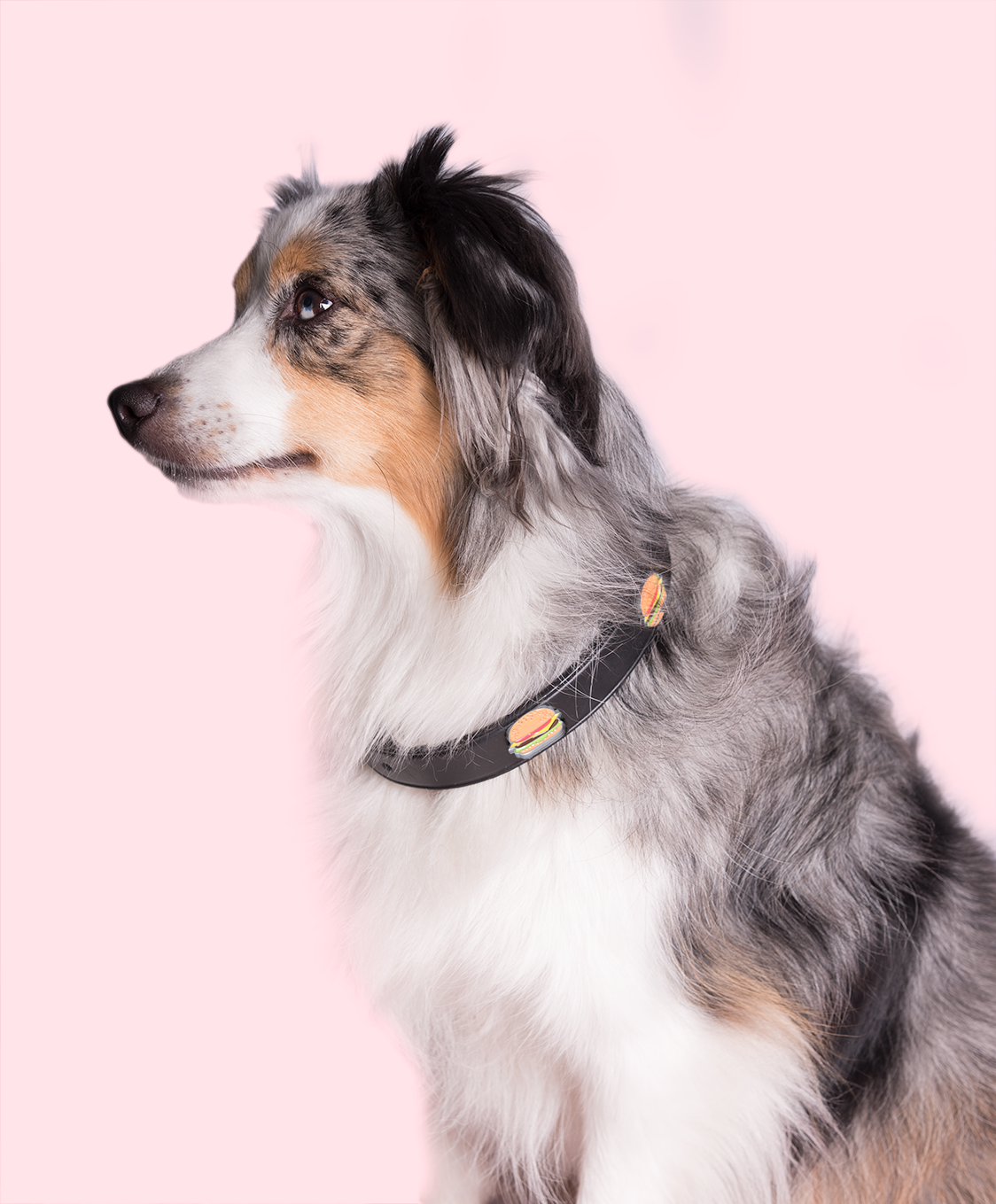 GOODBOY - HAMBURGER COLLAR - BLACK