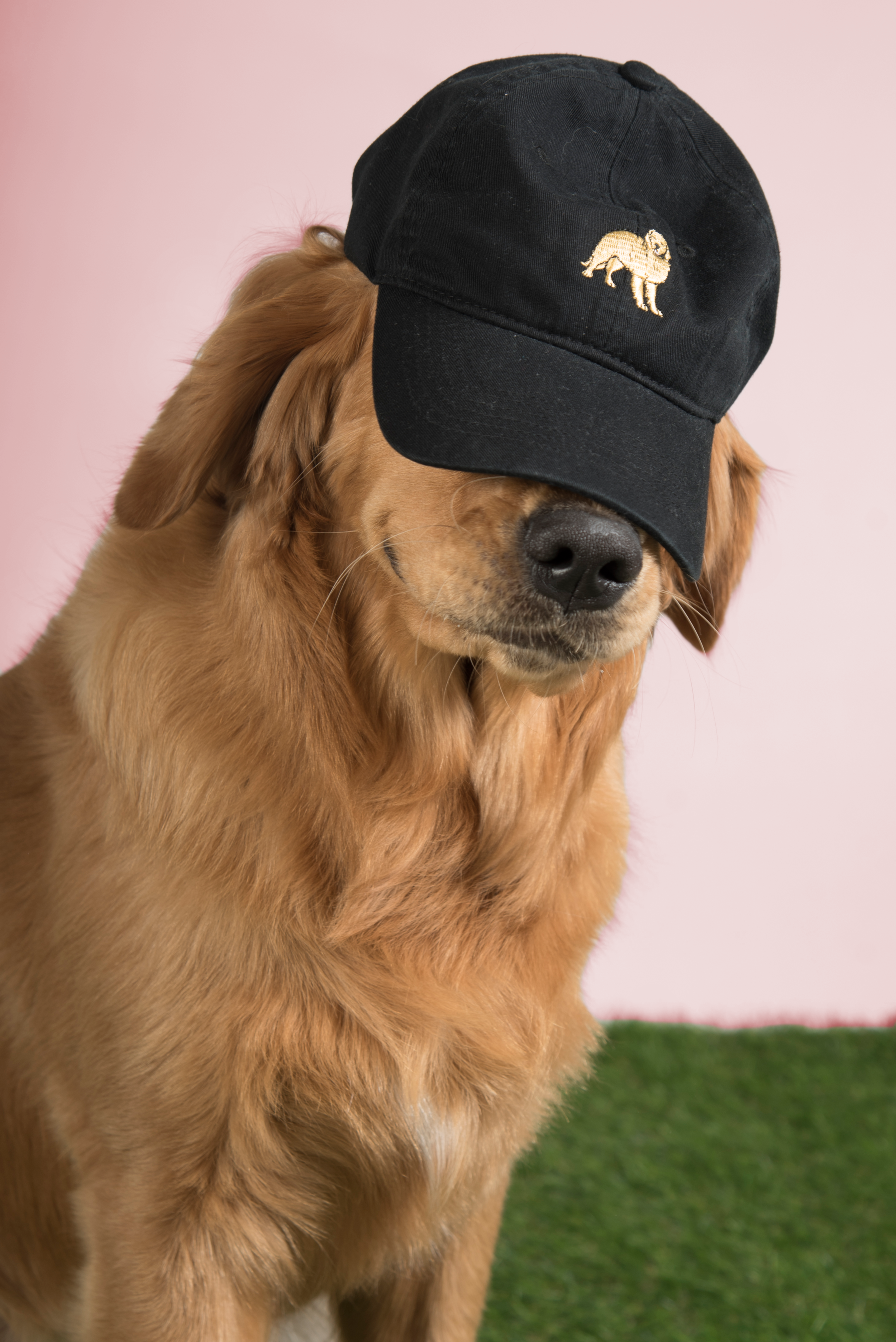 Golden Retriever Dad Hat Deals, 55% OFF 