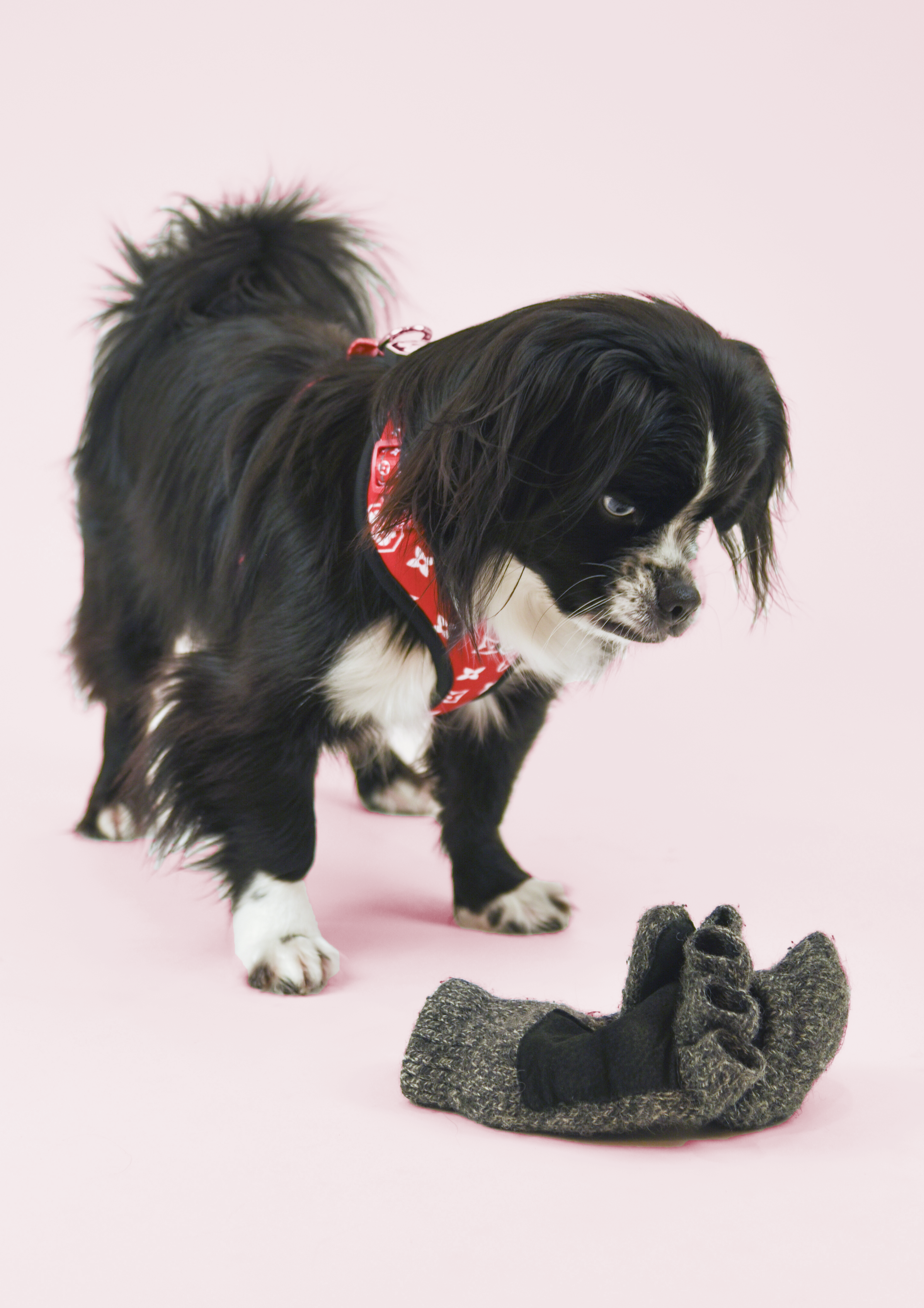 roscoe-freshpawz-monogramharness-side02.png