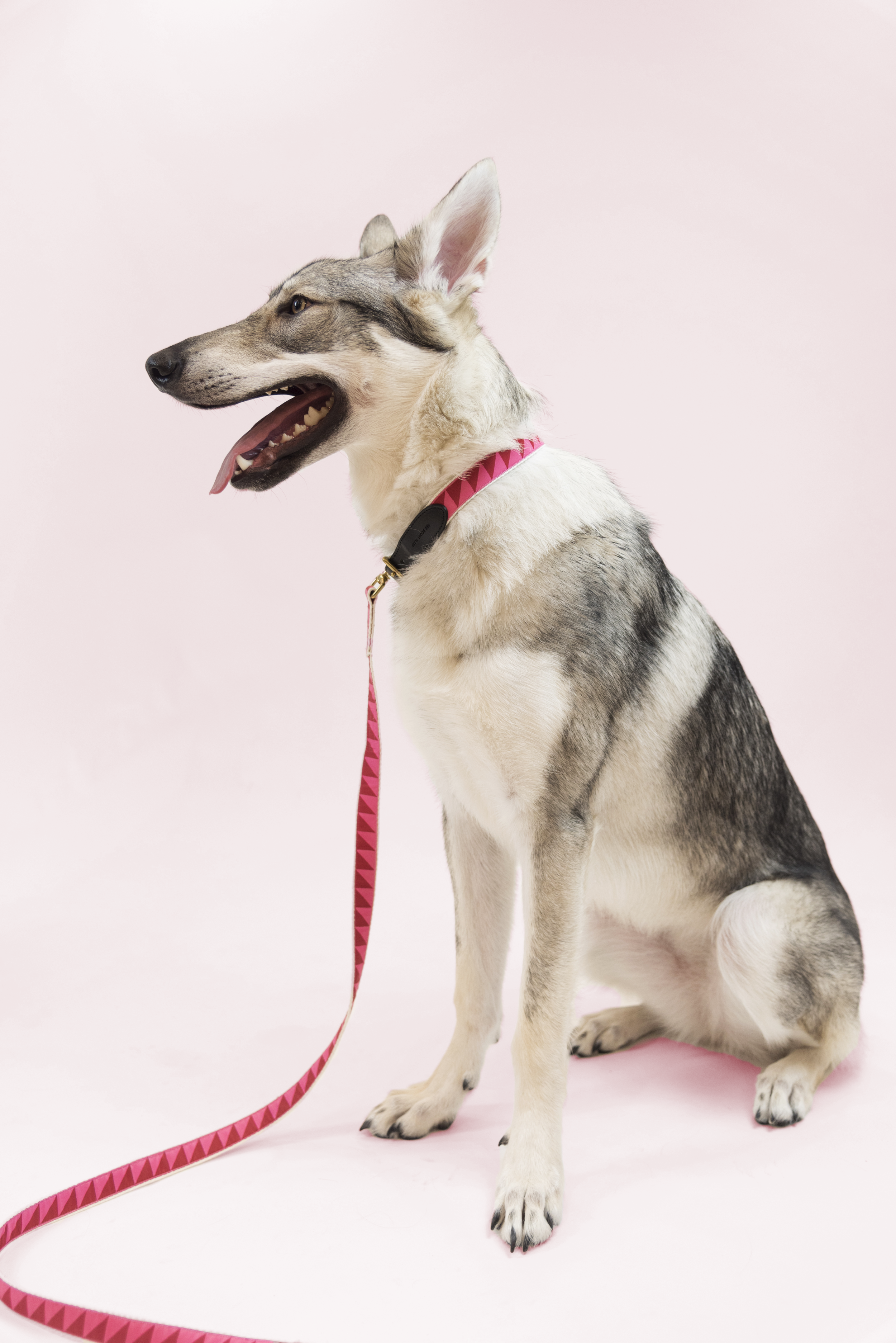 arya-seescoutsleep-nicegrillcollar-ruby-02.png