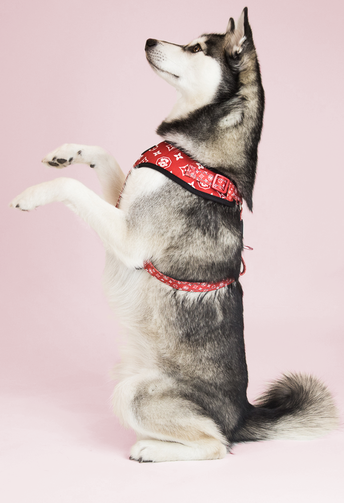 kai-freshpawz-monogramharness.png