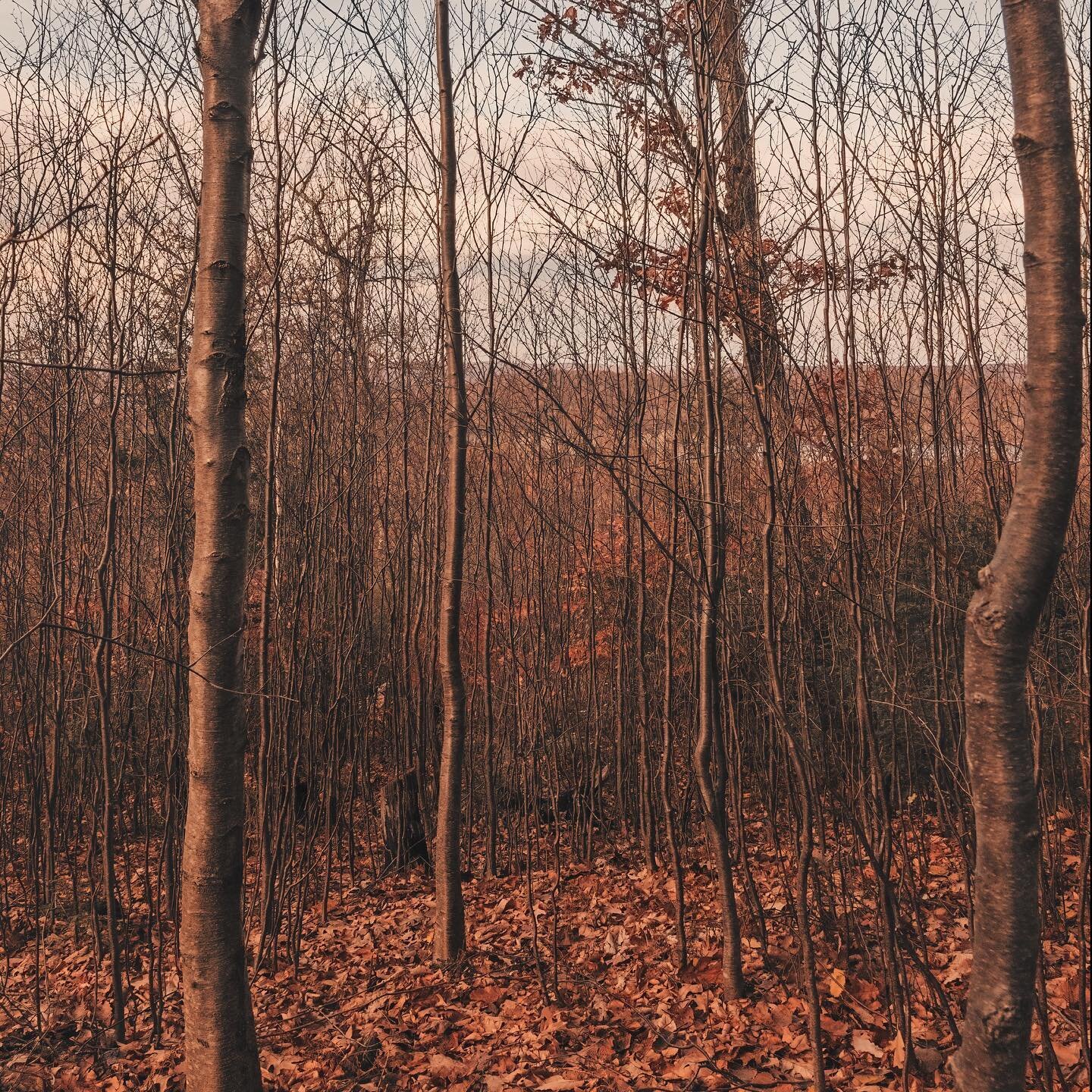 More fall colors in Harriman State Park New York. #NewYork #fall #harrimanstatepark #fallcolors #landscapes #landscapephotography #photography #nycphotographer #art #beautiful #mylens