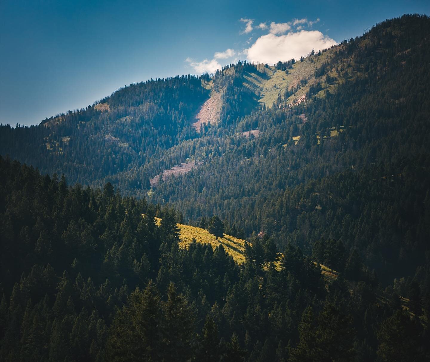 A lonely tree on a Yellowstone Hillside in Wyoming&hellip; #Wyoming #yellowstonenationalpark #yellowstone #landscapephotography #photography #beautiful #travel #nationalpark #mylens