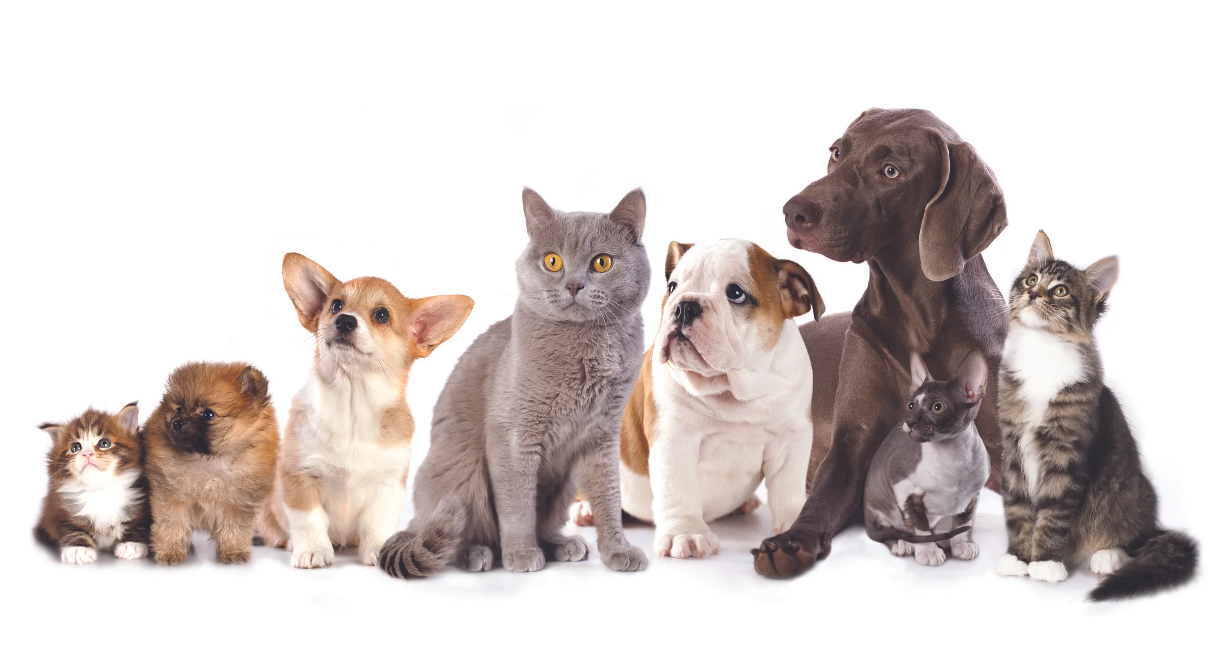 Royal-Canin.jpg