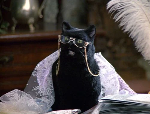 d9b6d6c3c509112e78cbe8fd31444894--cat-lovers-salem.jpg