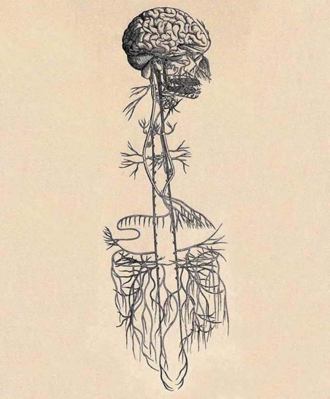 Vagus Nerve.jpg